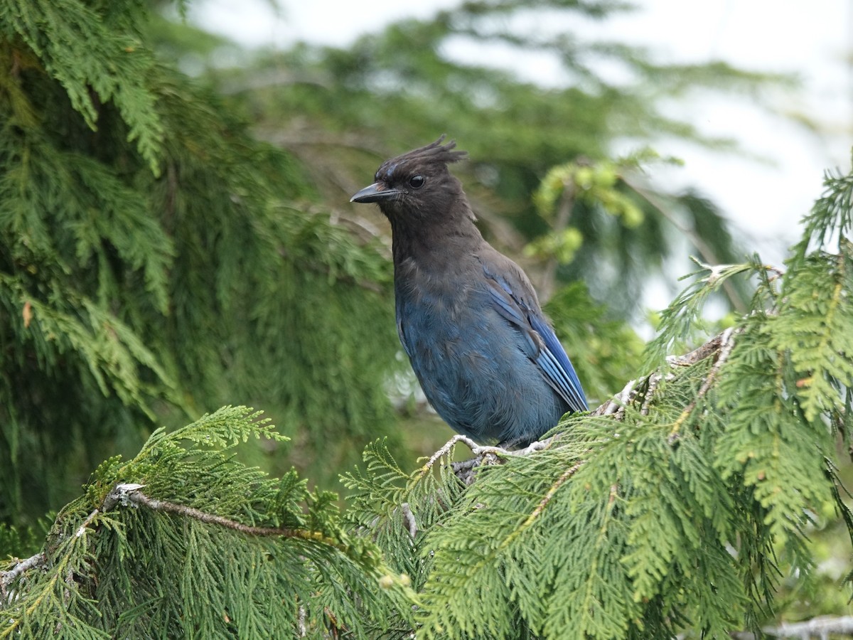 Steller's Jay - ML620804988