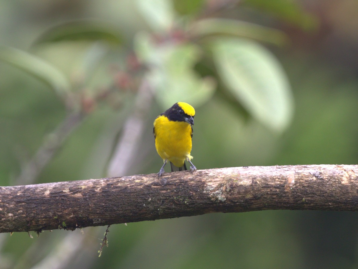 Thick-billed Euphonia (Thick-billed) - ML620804990