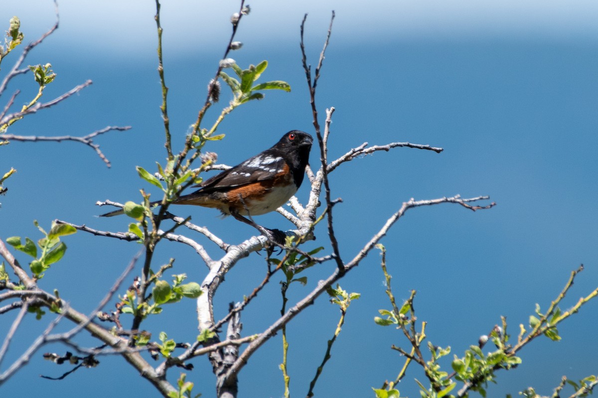 Spotted Towhee - ML620804995