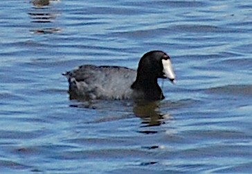 American Coot - ML620805004