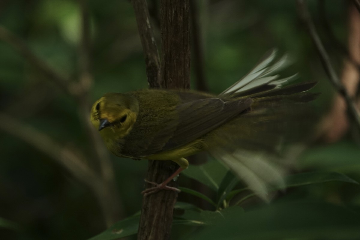 Hooded Warbler - ML620805009