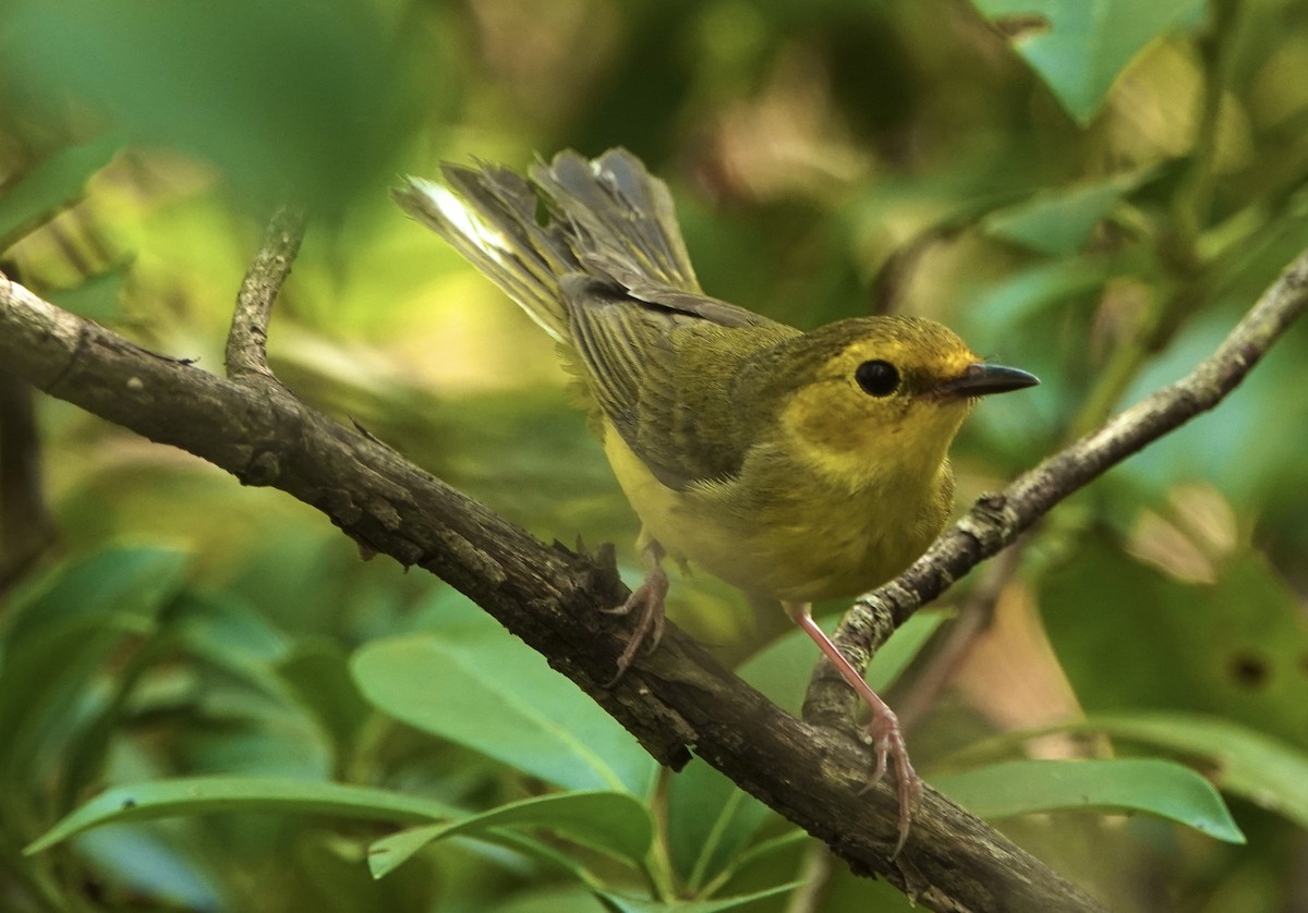 Hooded Warbler - ML620805010