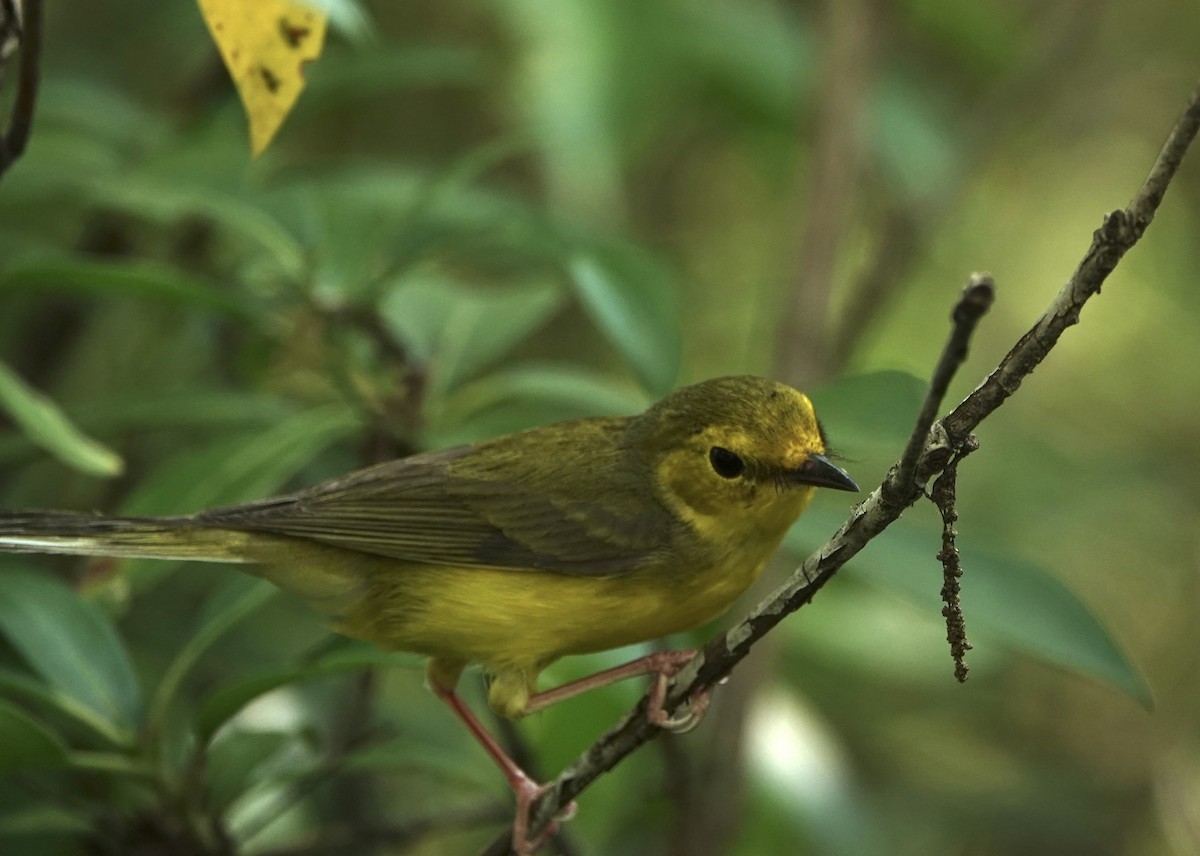 Hooded Warbler - ML620805011