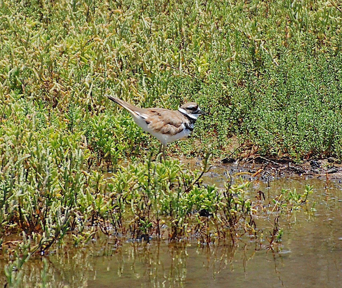 Keilschwanz-Regenpfeifer - ML620805012