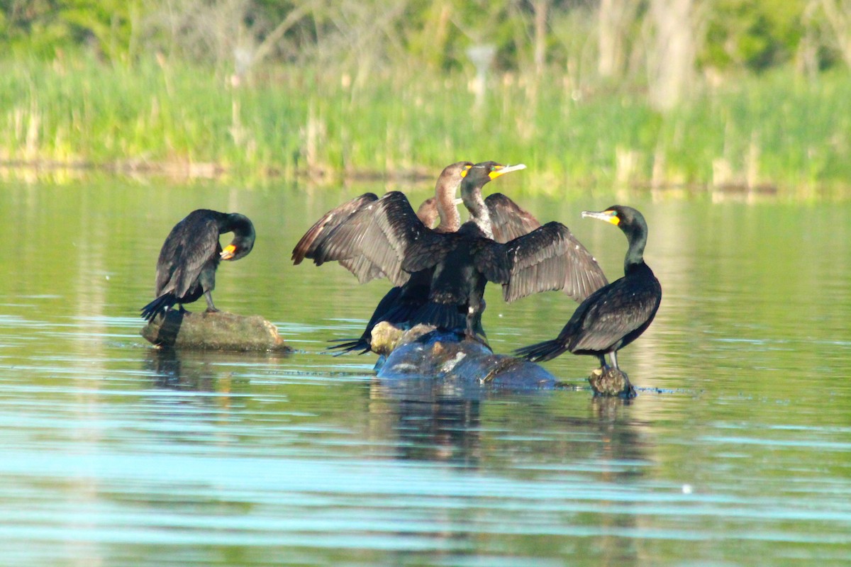 Cormoran à aigrettes - ML620805013