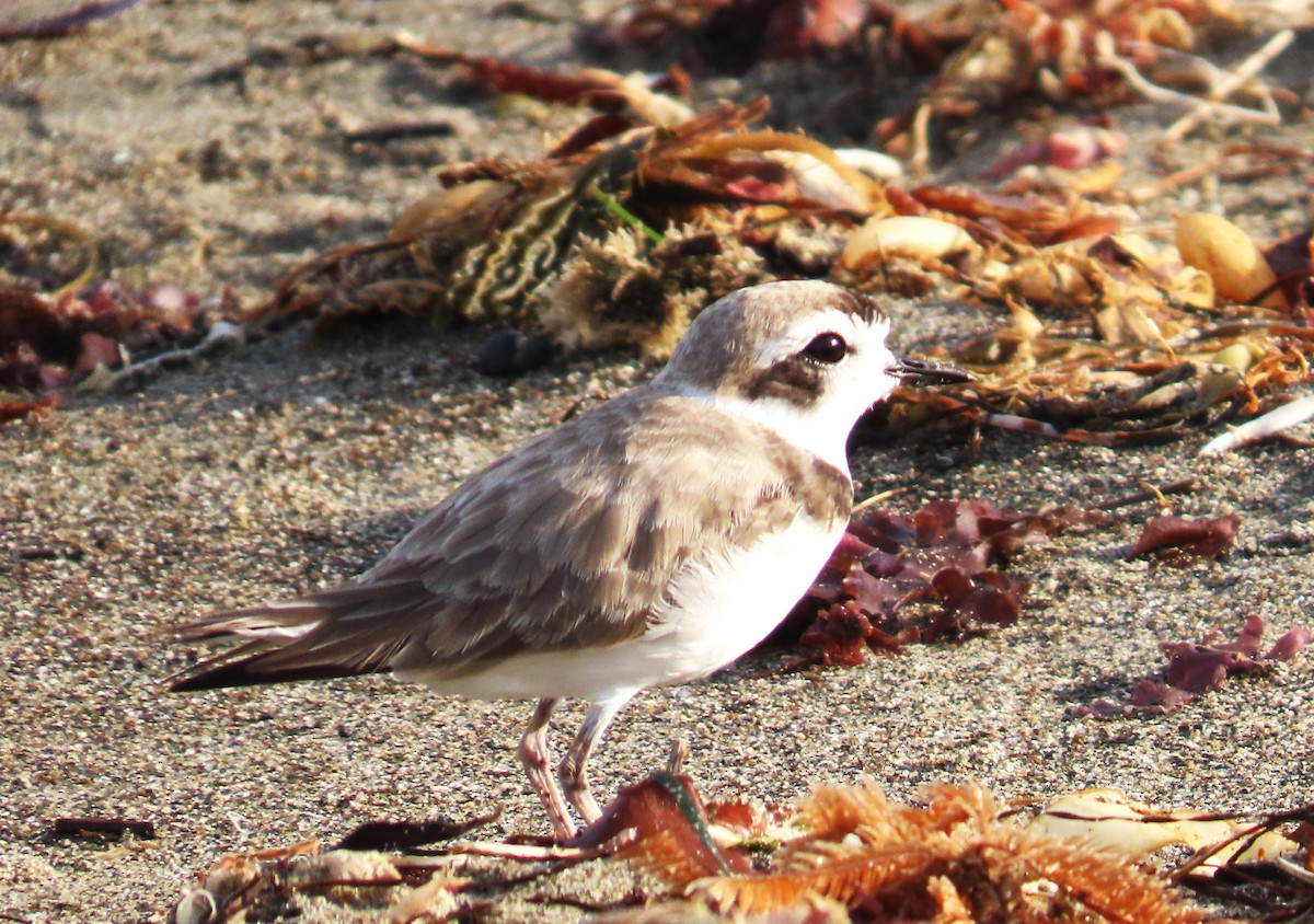 Snowy Plover - ML620805014