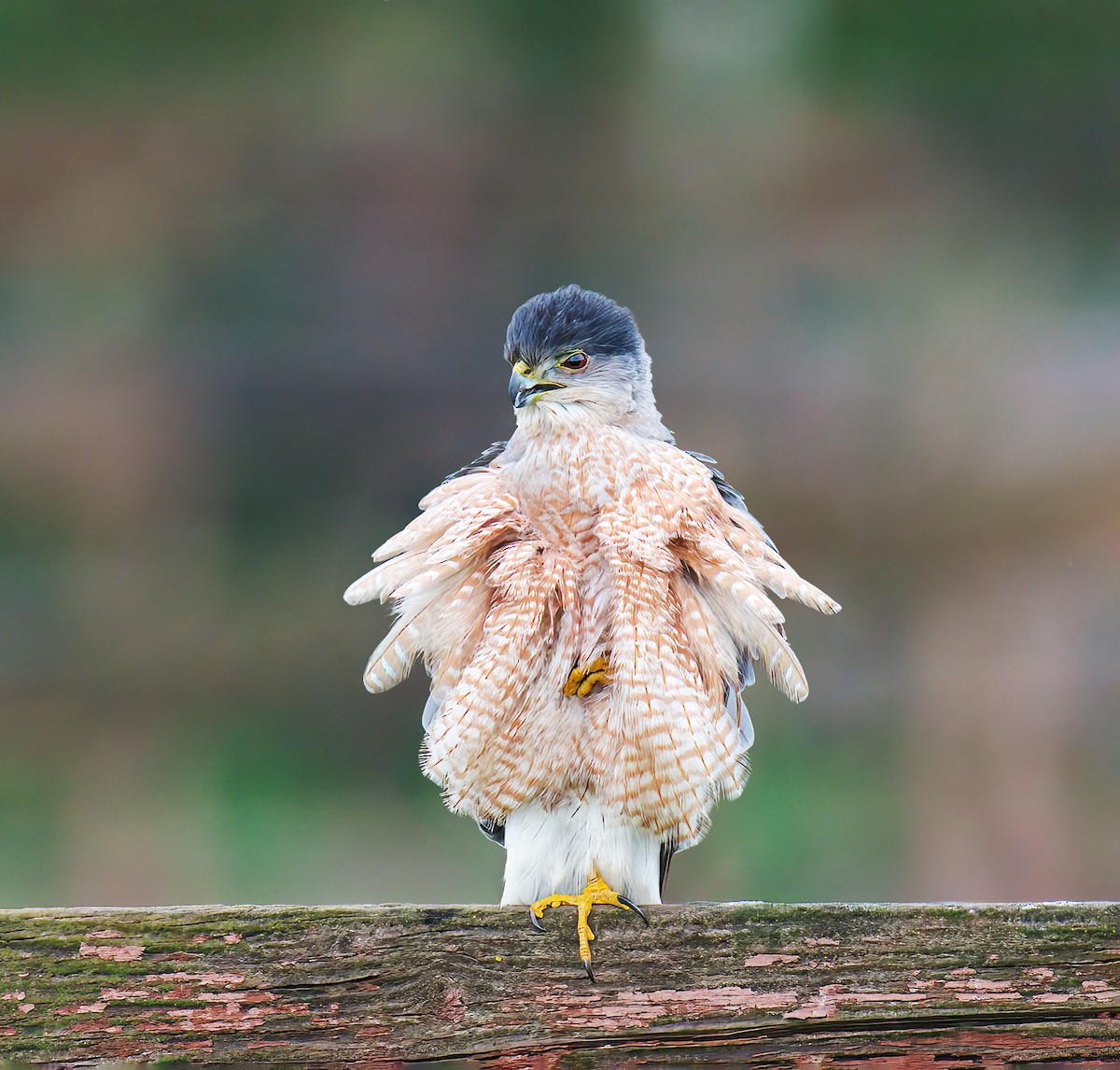 Cooper's Hawk - ML620805015