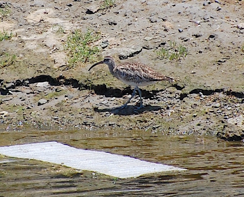 Whimbrel - ML620805016