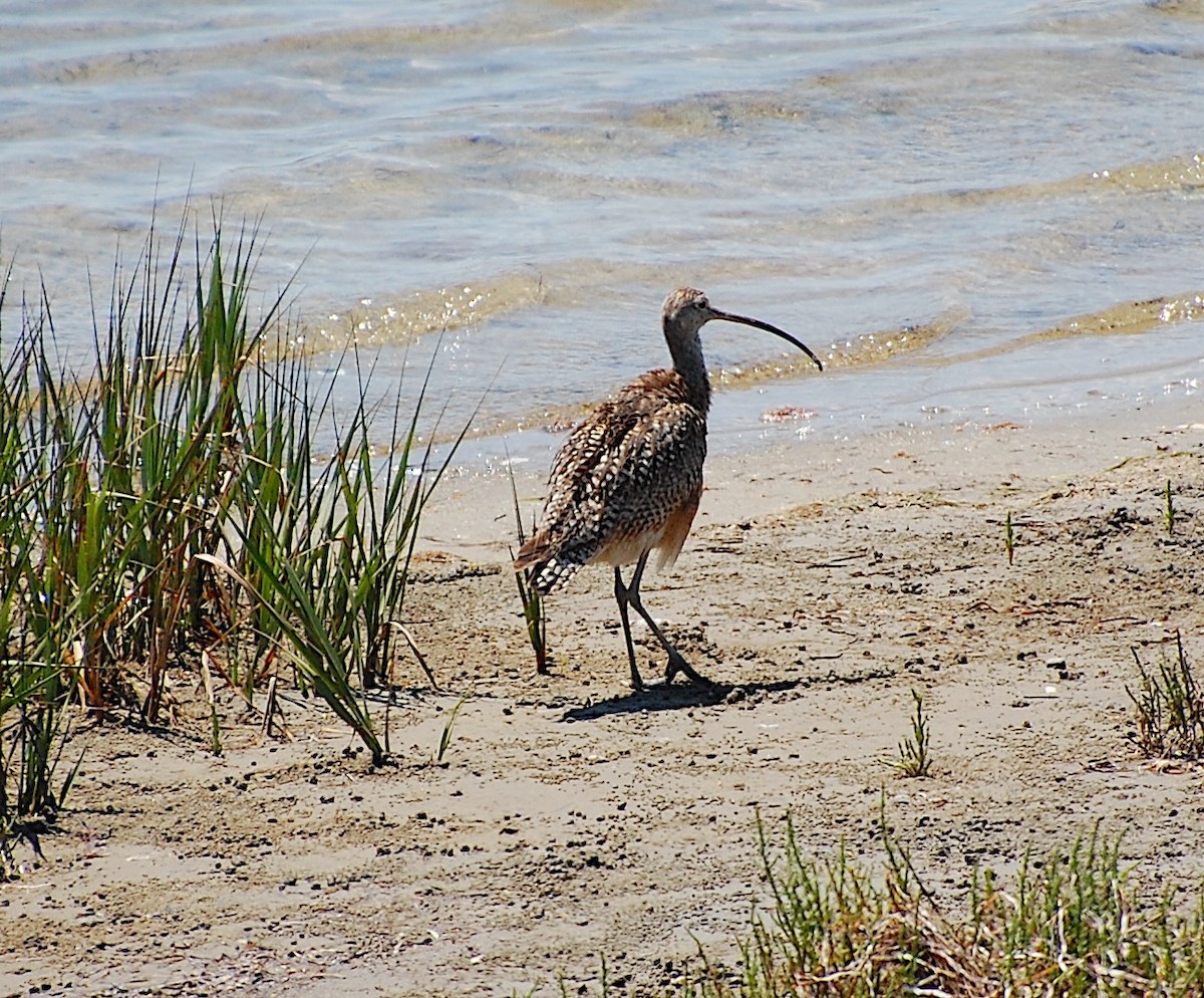 Rostbrachvogel - ML620805017