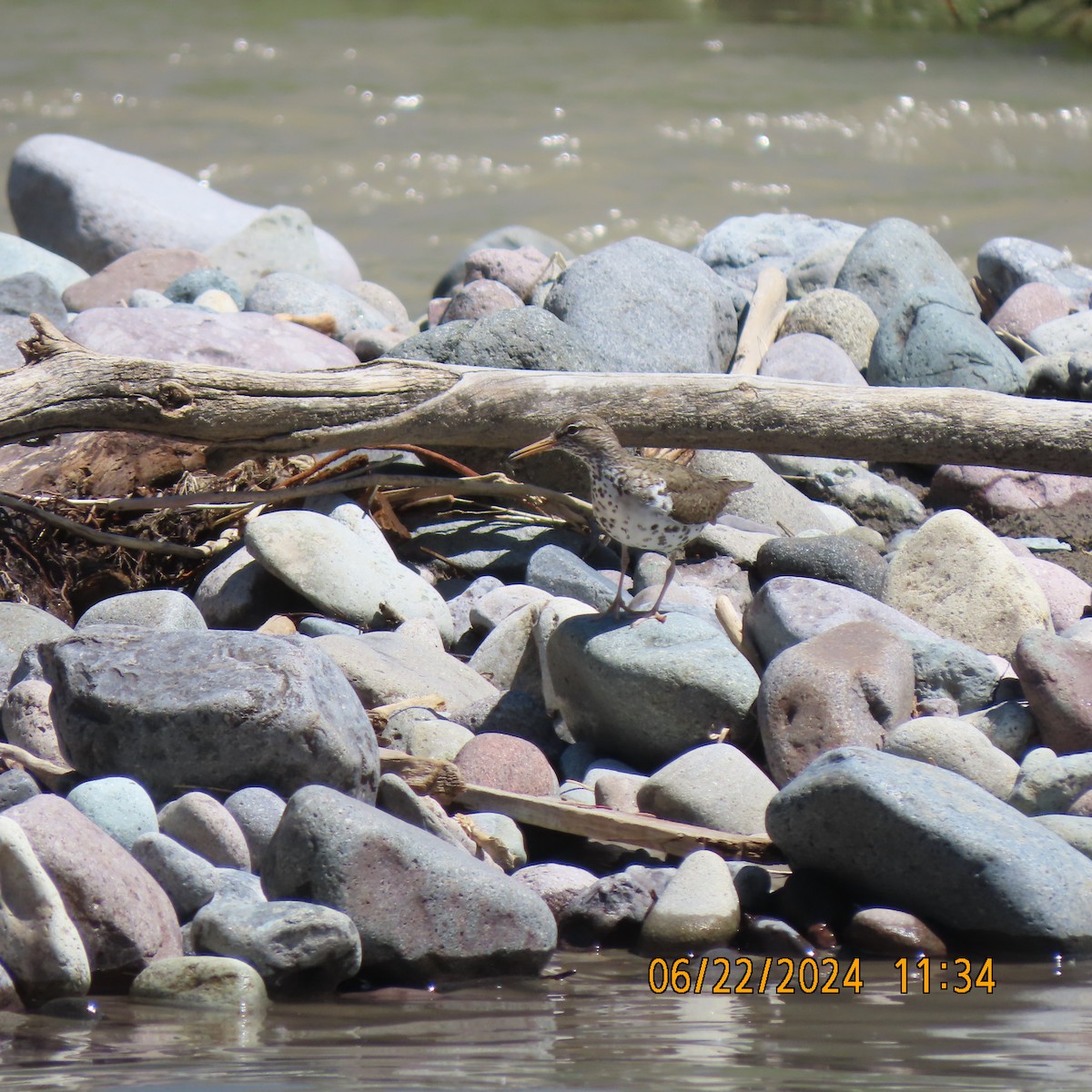 Spotted Sandpiper - ML620805021