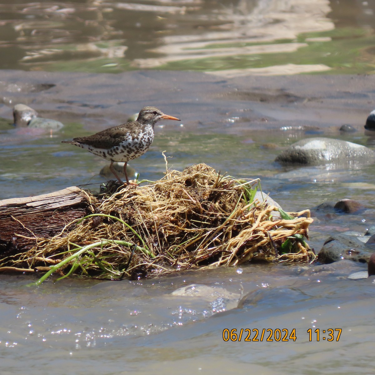 Spotted Sandpiper - ML620805022