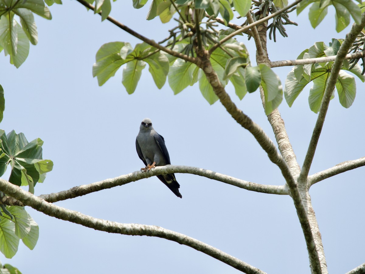 Gray-headed Kite - JAMES RANDOLPH