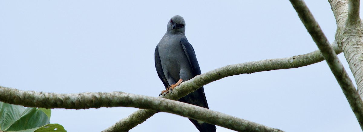 Gray-headed Kite - ML620805025