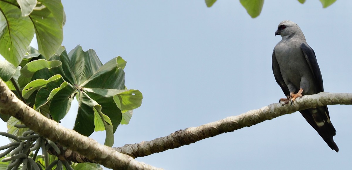 Gray-headed Kite - ML620805027