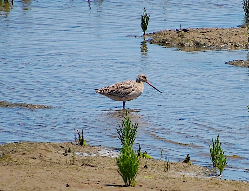 Marbled Godwit - ML620805028