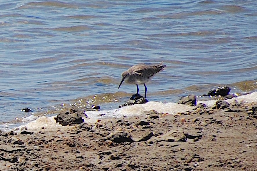 Willet - ML620805030