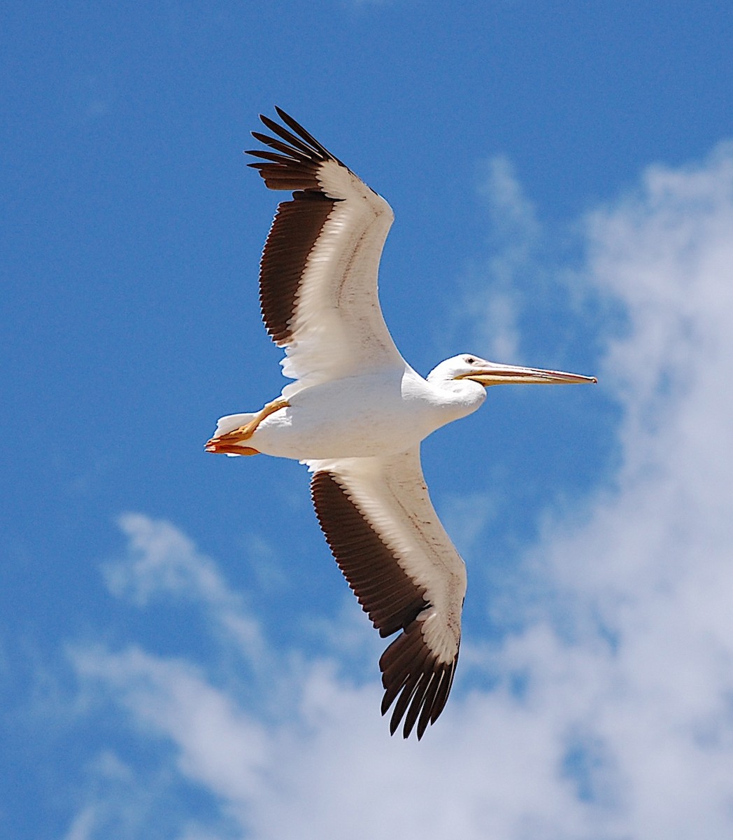 American White Pelican - ML620805037