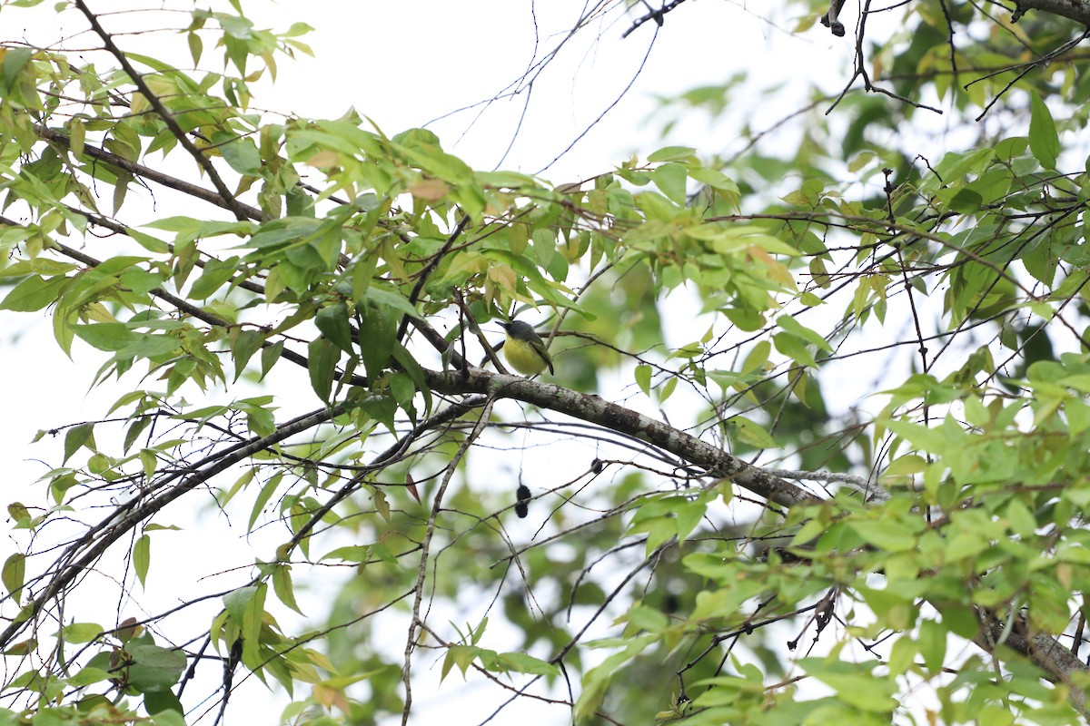 Common Tody-Flycatcher - ML620805038