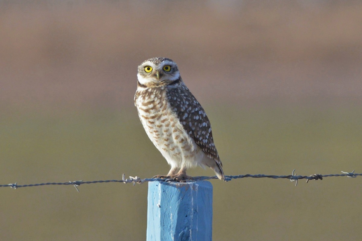 Burrowing Owl - ML620805040