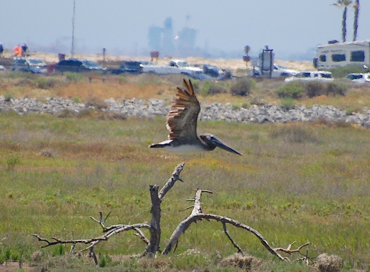 Brown Pelican - ML620805041