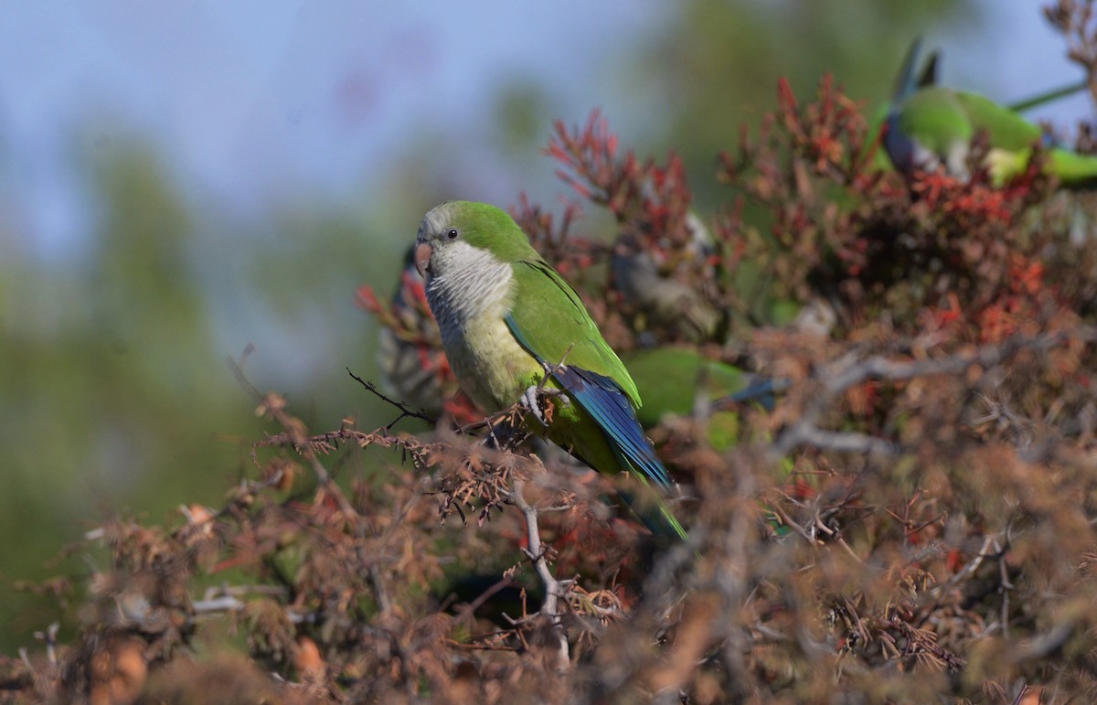 Monk Parakeet - ML620805044