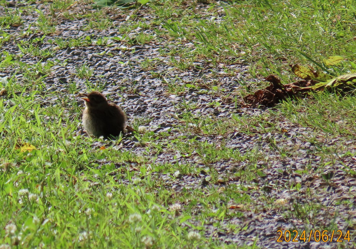 Brown Thrasher - ML620805045