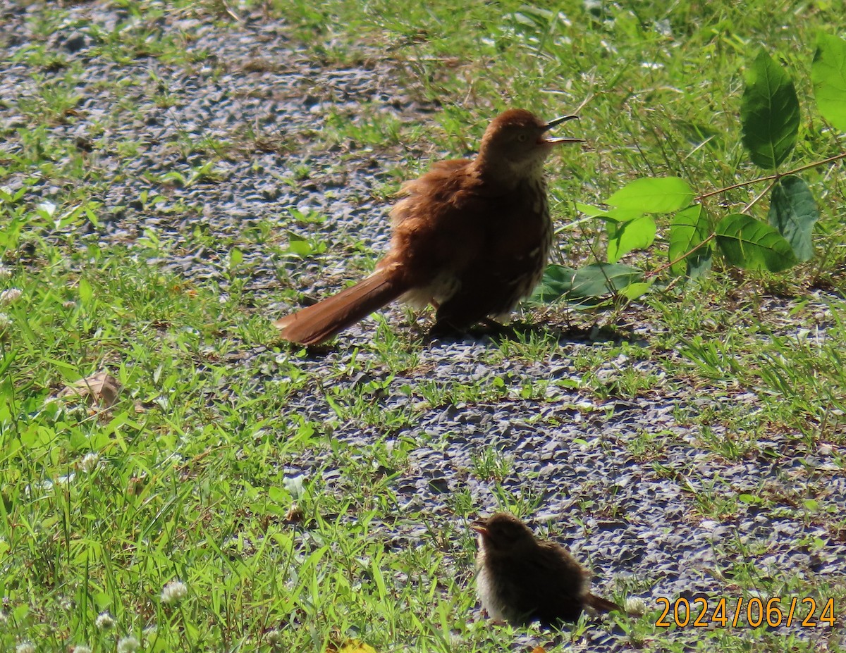 Brown Thrasher - ML620805046