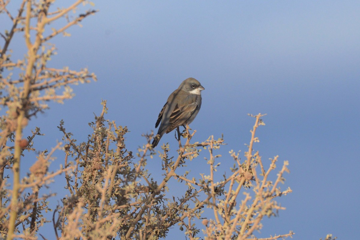 Diuca Finch - ML620805052