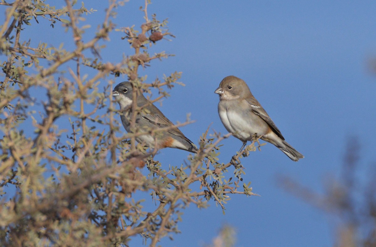 Diuca Finch - ML620805053