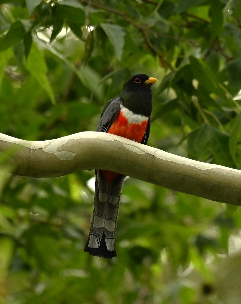 trogon krásný - ML620805058