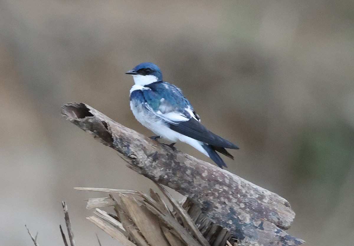 White-winged Swallow - ML620805059