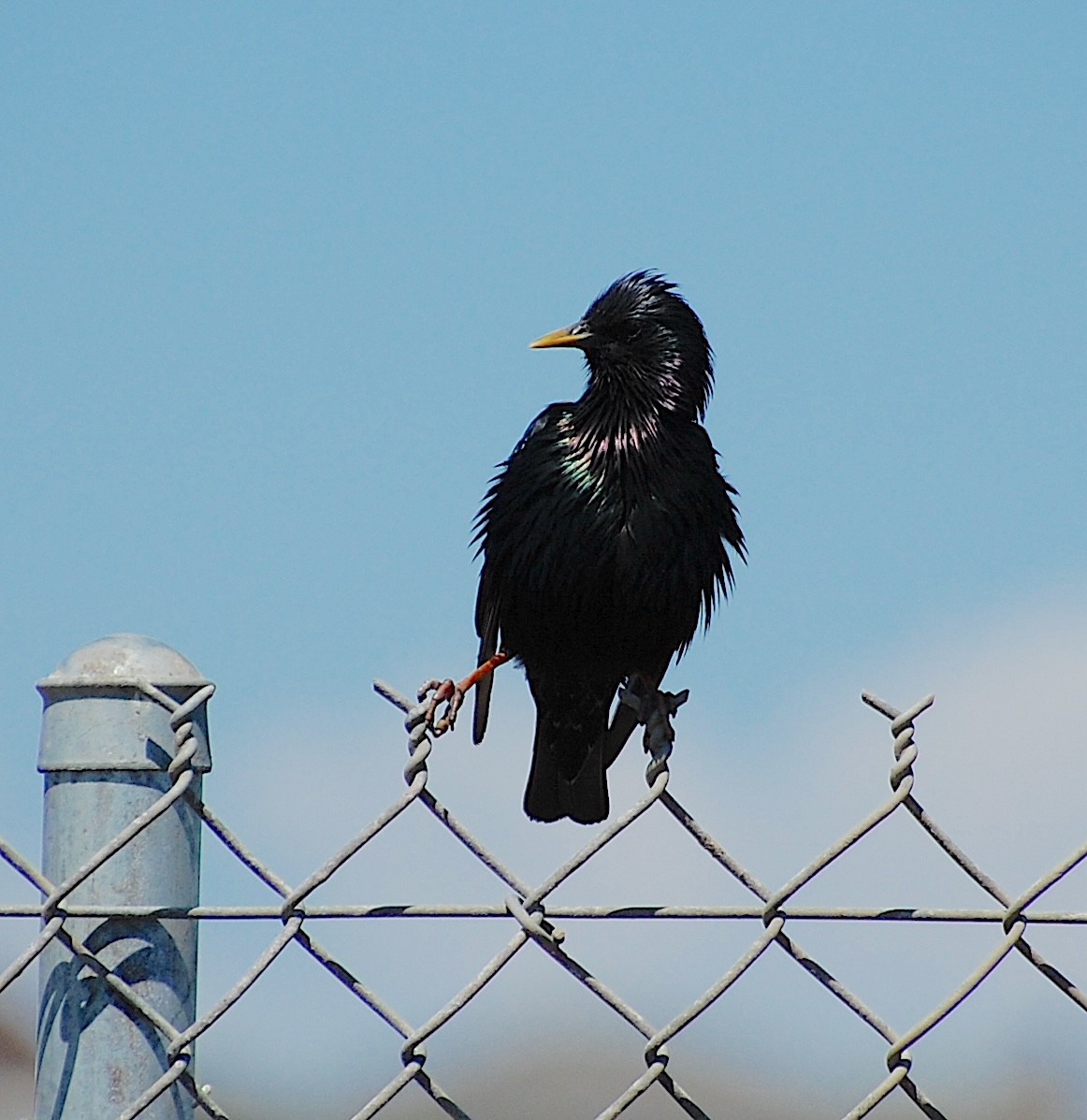 European Starling - ML620805063