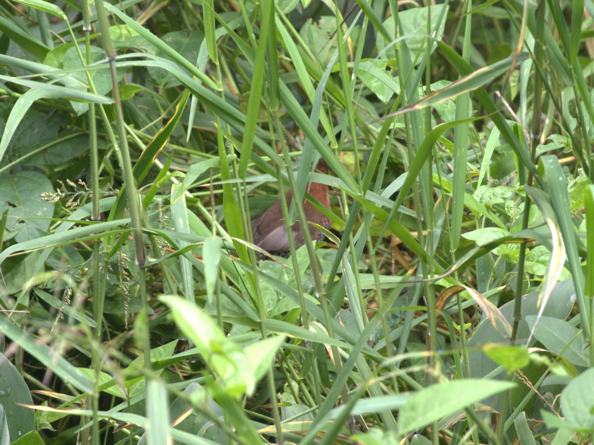 キタノドジロコビトクイナ（albigularis／cerdaleus） - ML620805065