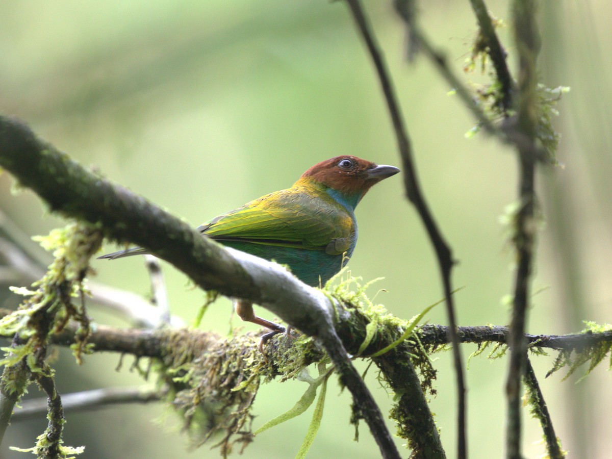 Bay-headed Tanager (Bay-and-blue) - ML620805069