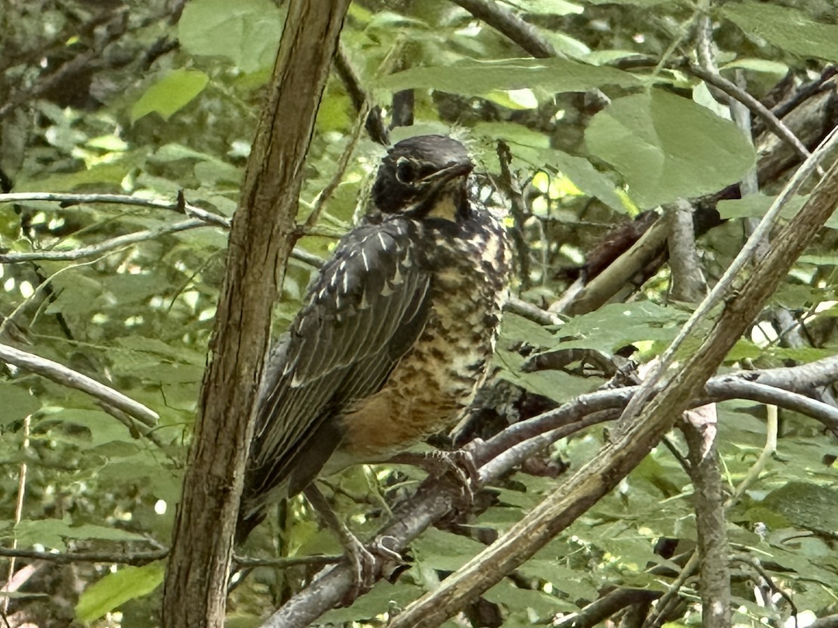 American Robin - ML620805072