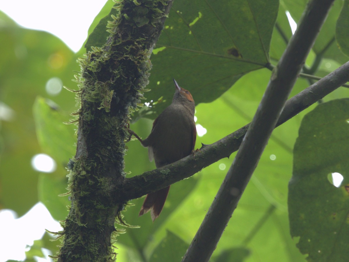 Red-faced Spinetail - ML620805079