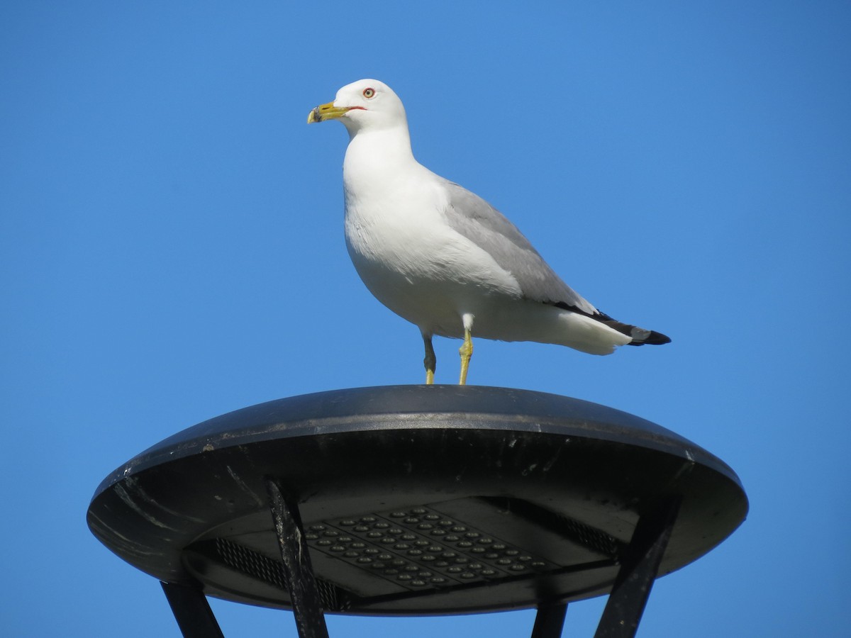 Ring-billed Gull - ML620805080