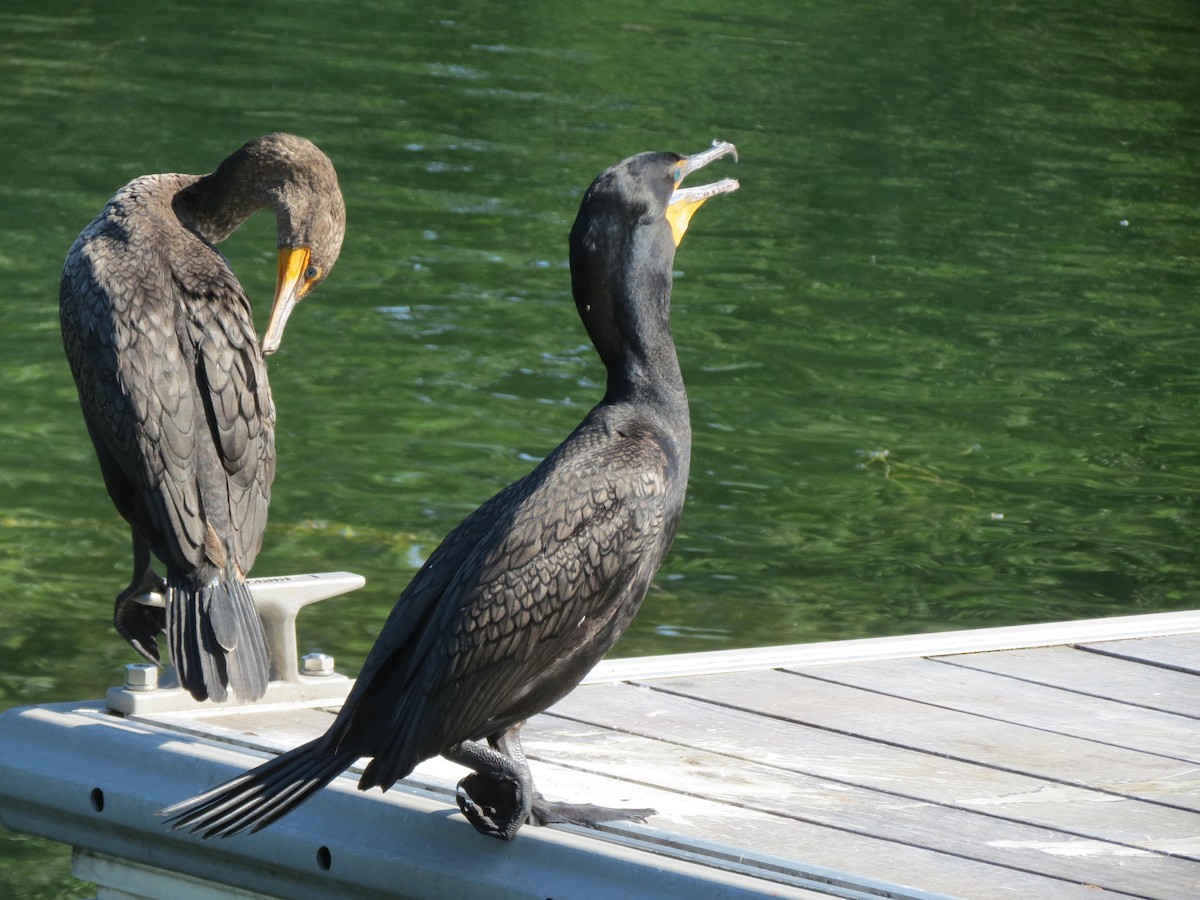 Cormoran à aigrettes - ML620805084