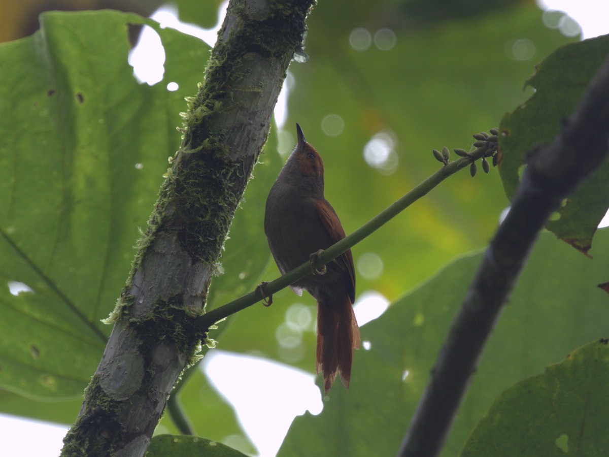 Red-faced Spinetail - ML620805085