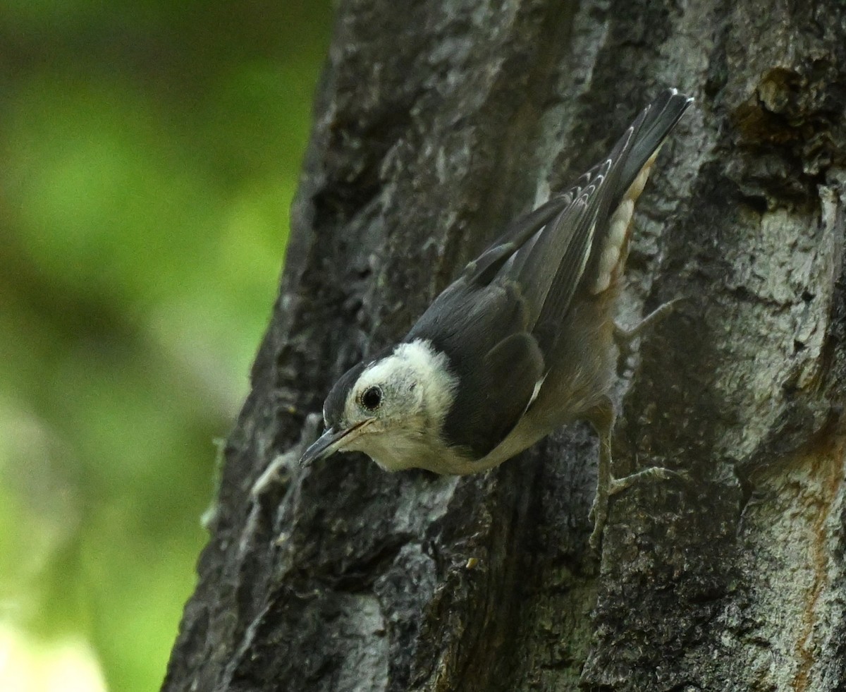 White-breasted Nuthatch - ML620805089