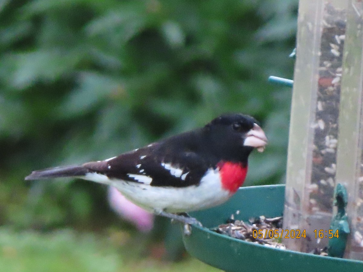 Rose-breasted Grosbeak - ML620805092