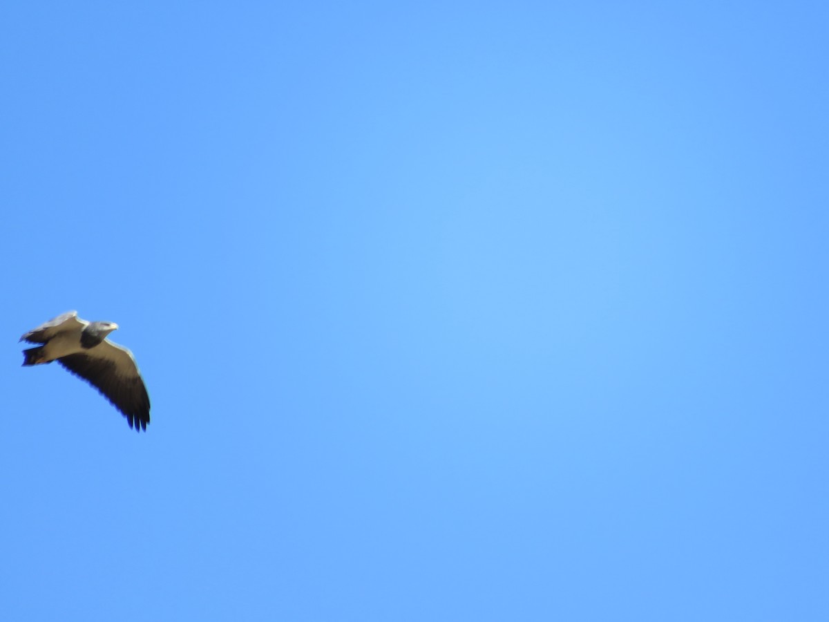 Black-chested Buzzard-Eagle - ML620805098