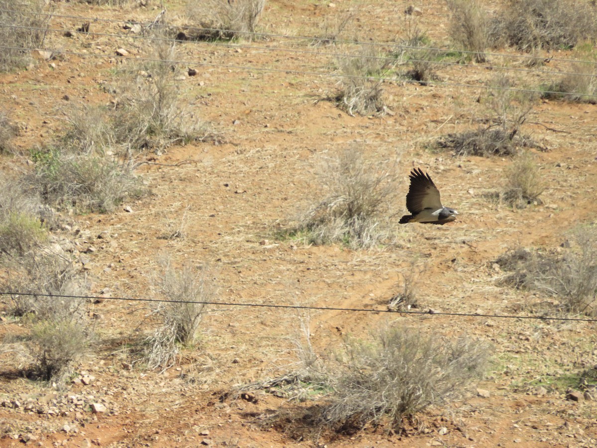 Black-chested Buzzard-Eagle - Andrea Vergara Diaz