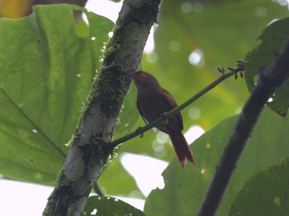 Red-faced Spinetail - ML620805100