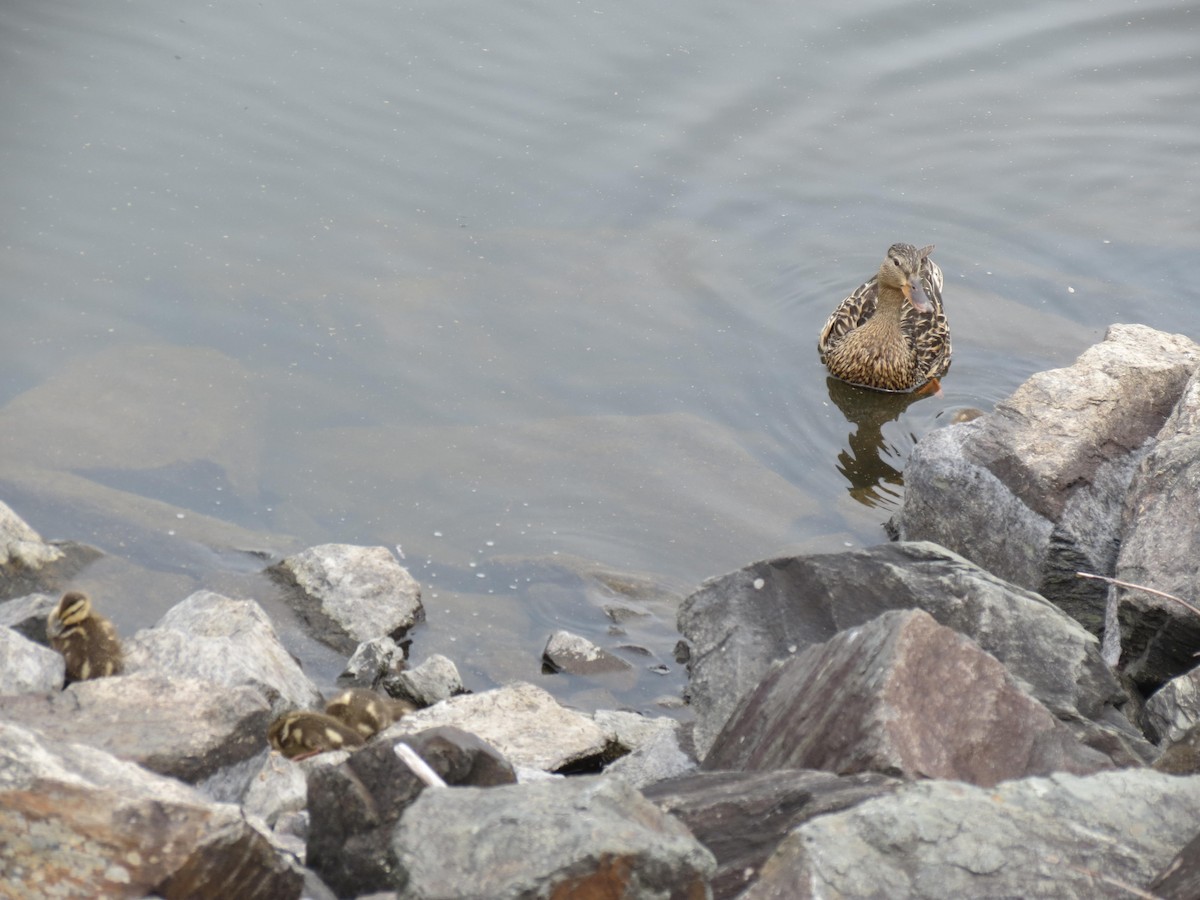 Canard colvert - ML620805102