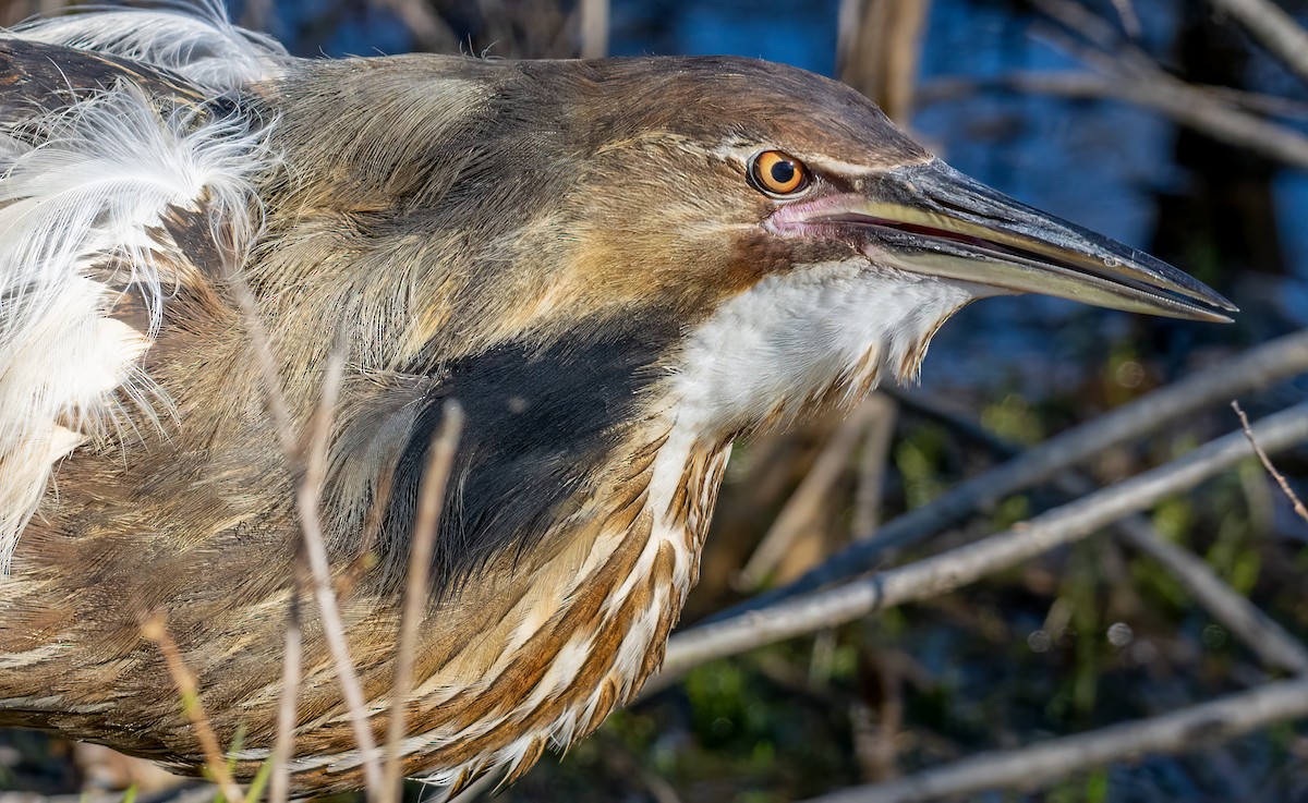 American Bittern - ML620805104