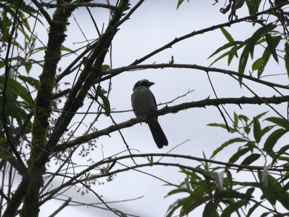 Black-winged Saltator - ML620805108