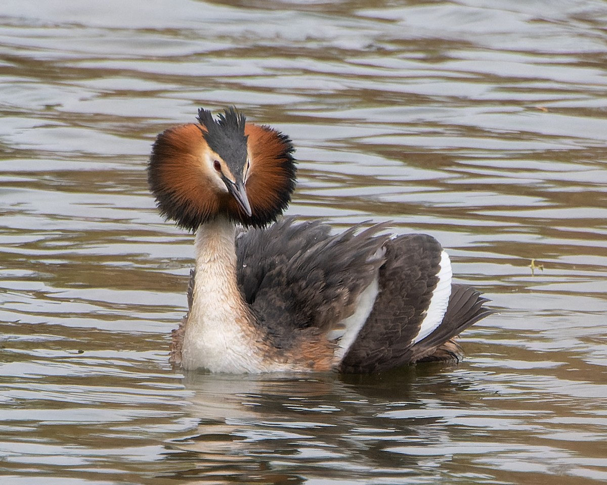 Great Crested Grebe - ML620805109