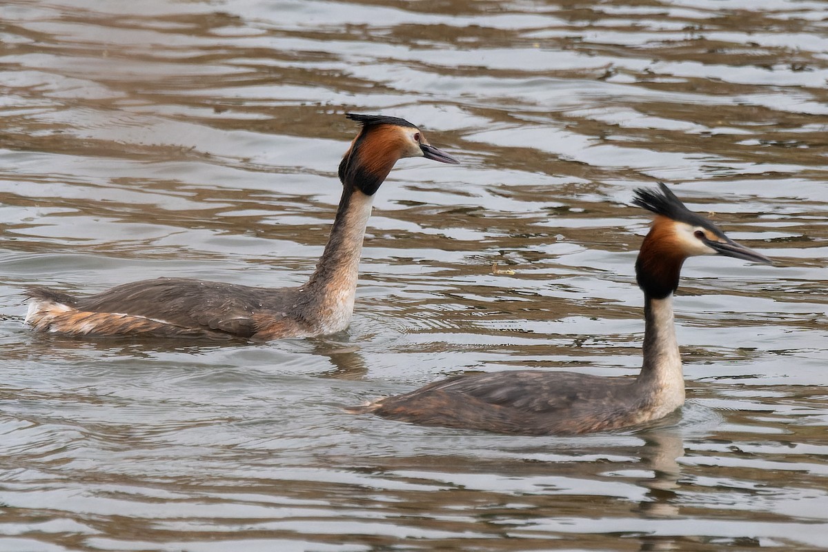 Great Crested Grebe - ML620805114