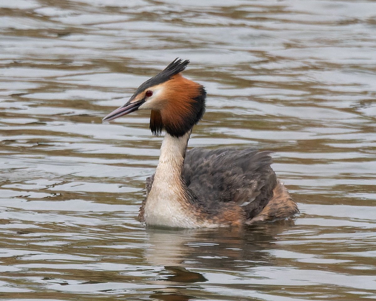 Great Crested Grebe - ML620805115